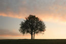 07-3659 Trees at Dawn Bowlees Teesdale County Durham